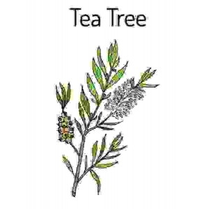 Olio Essenziale Tea Tree...